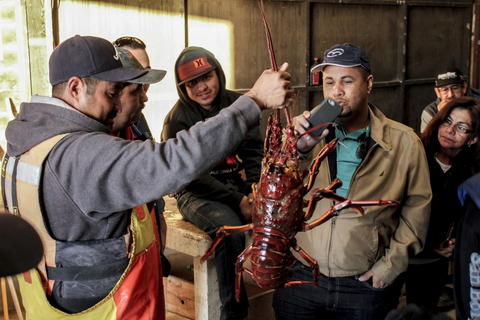 Nicaraguan fishers visited lobster processing plants in Mexico to find out how to better handle, store and market their lobsters. 