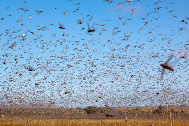 Locust infestation