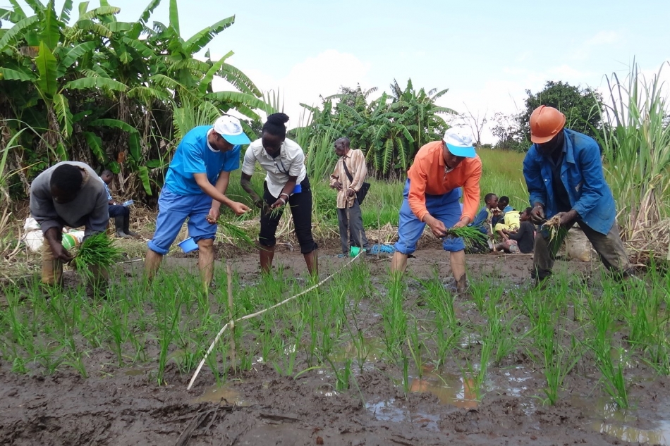 A Chinese expert demonstrates sustainable farming methods in the DRC. 