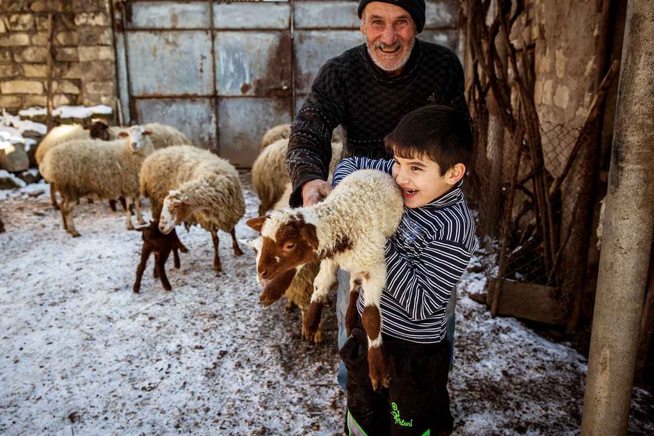 An elderly man smiles ear to ear while tending to sheep with his grandson who is hugging one as large as himself.