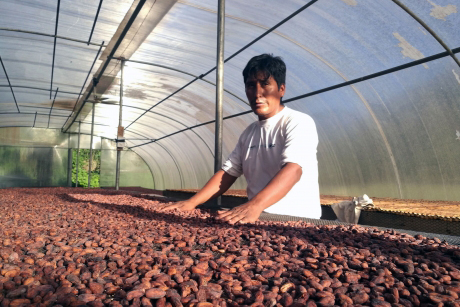 dehydrating cacao beans