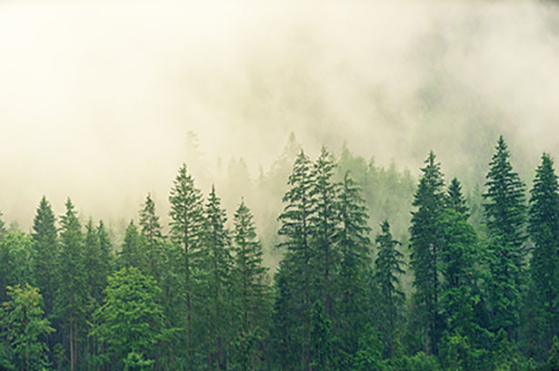 evergreen forest