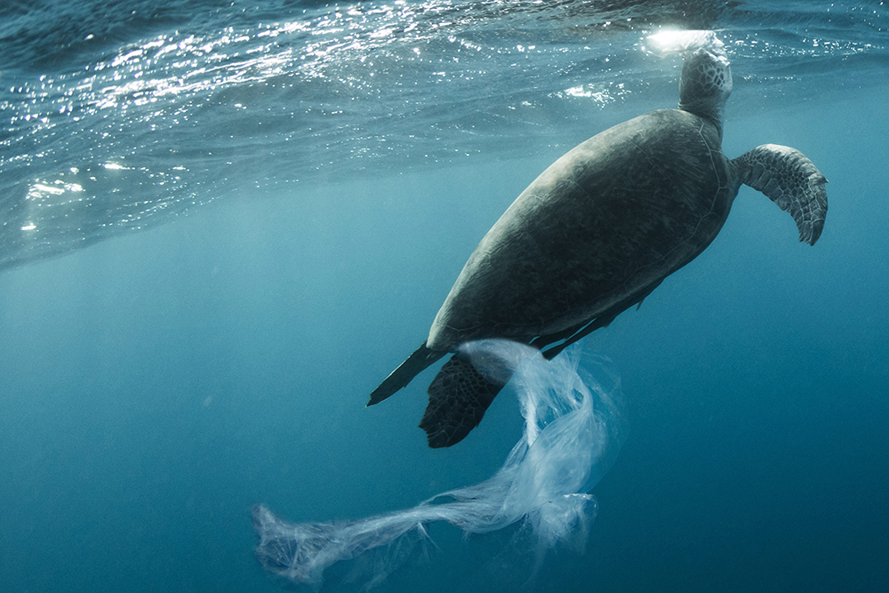 sea turtle enmeshed in plastic