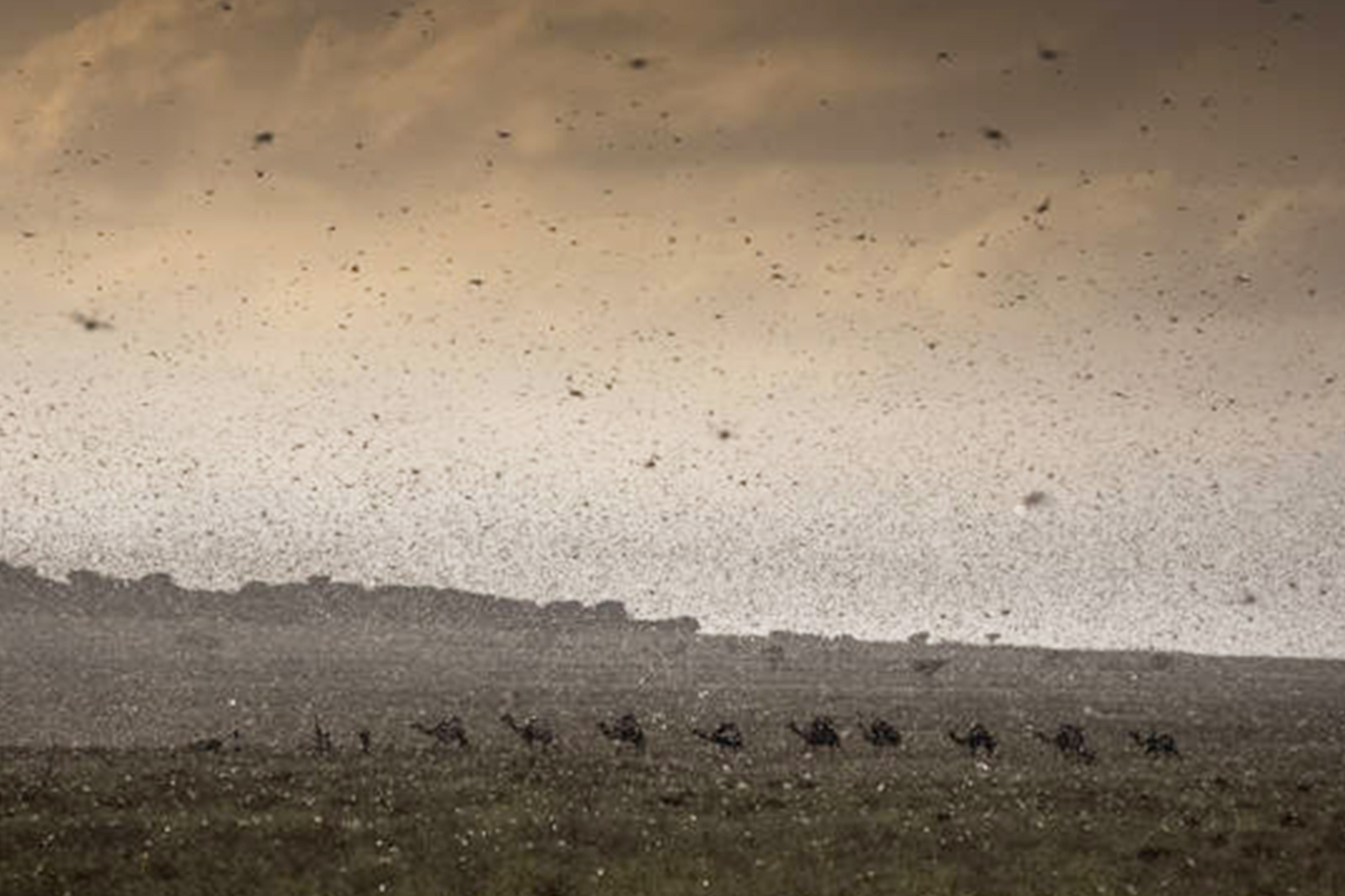 Shilabo, Ogaden, Somali region - Ethiopia - A herd of camels is trying to find its way through an invasion of locust.