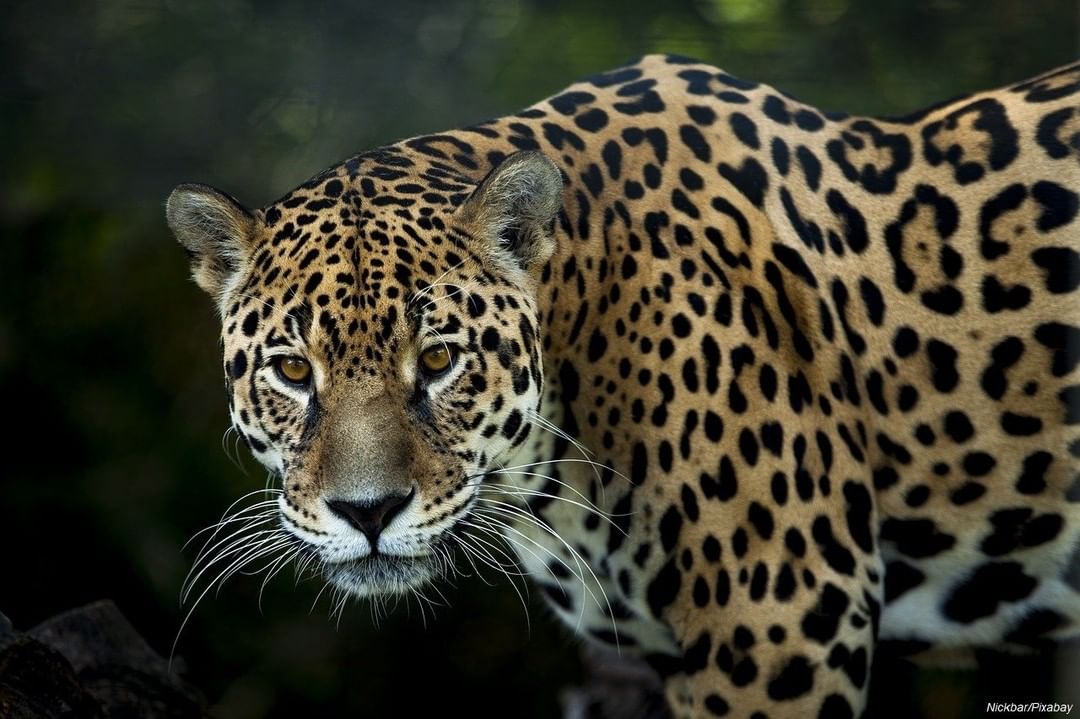 Primer plano de un jaguar.