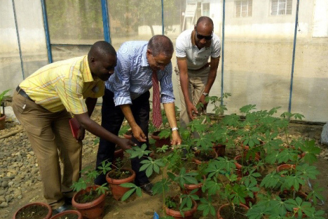 Cassava mutant lines under evaluation at Gisozi research station. 