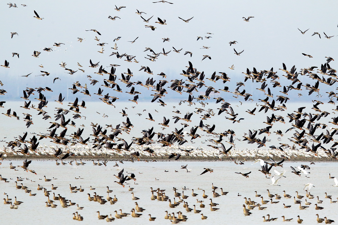 A panoramic view of migratory birds in flight at the Hubei wetlands.