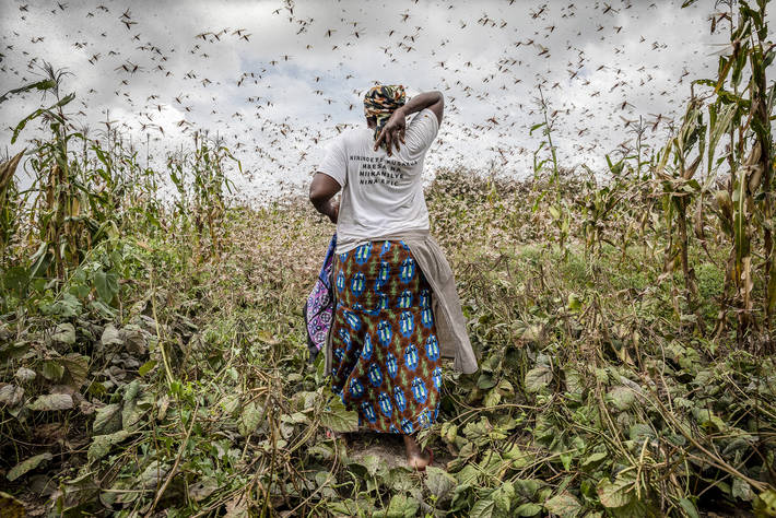 woman in field surrounded by locust