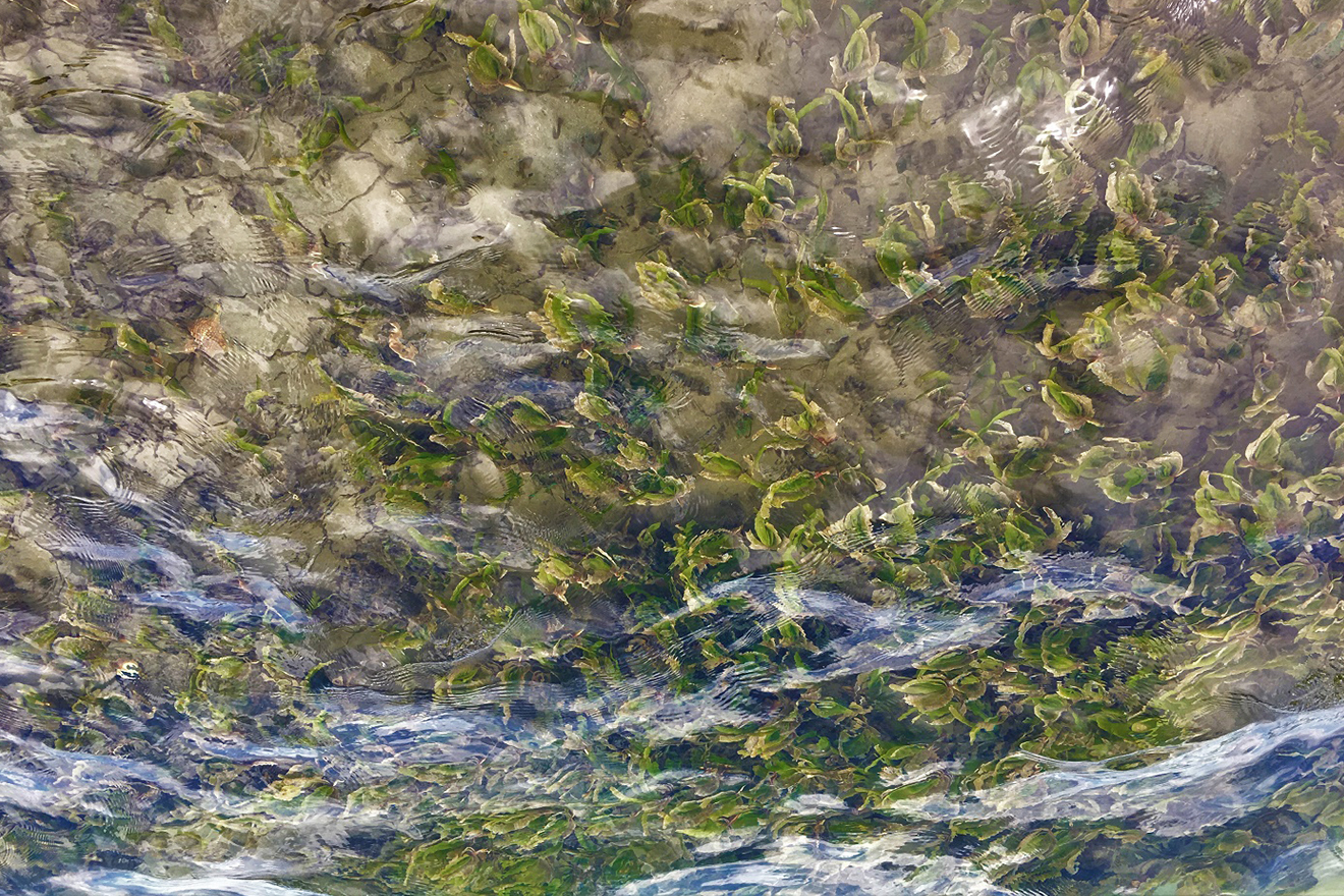 A closeup shot of seagrass submerged under running water.