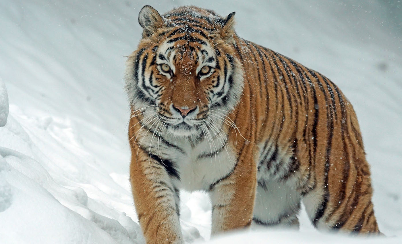 Siberian tiger