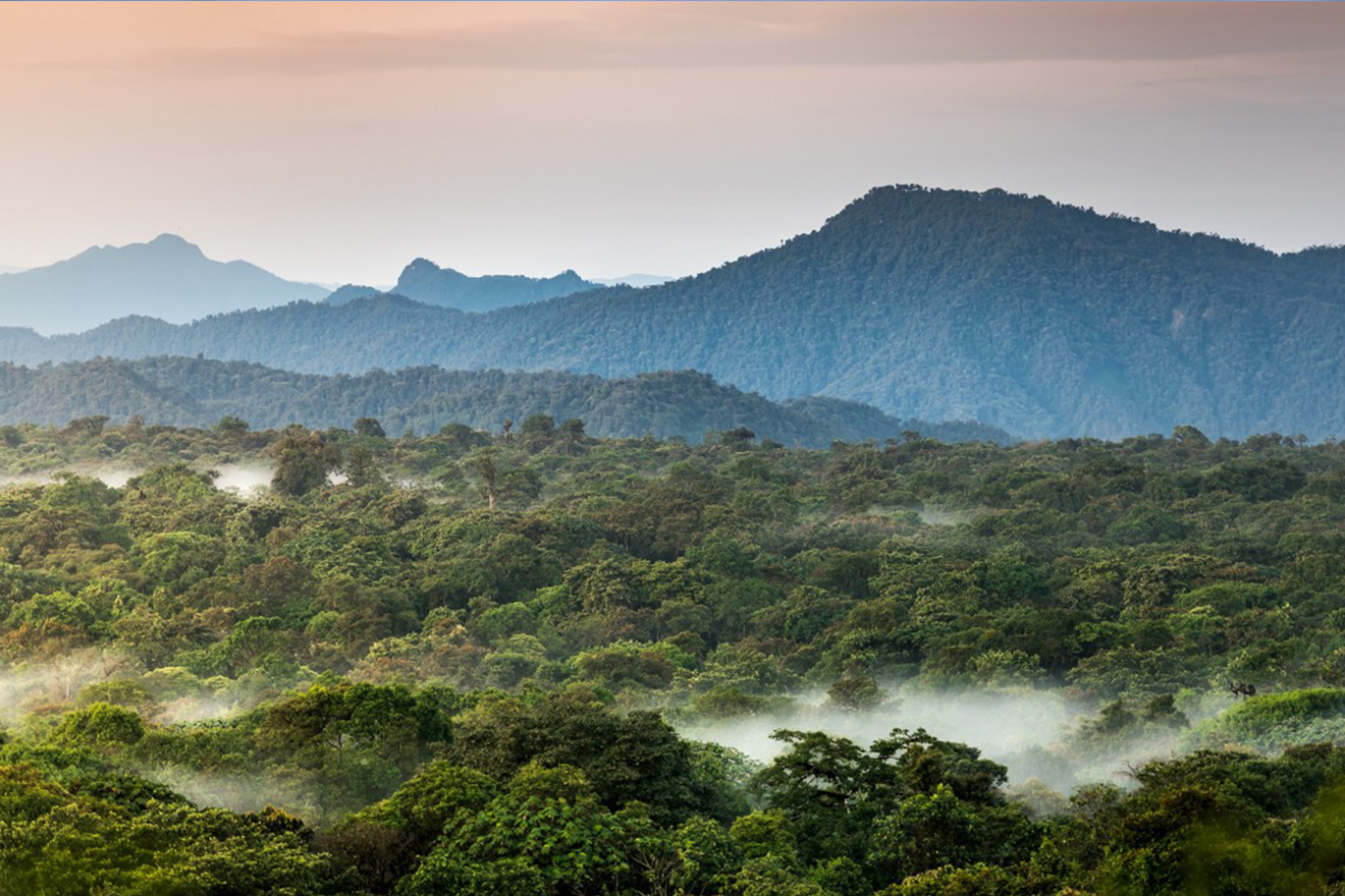 A beautiful panoramic view of mountains and trees shrowded in early morning dew.