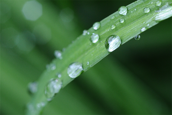 Blade of grass with drops of water.
