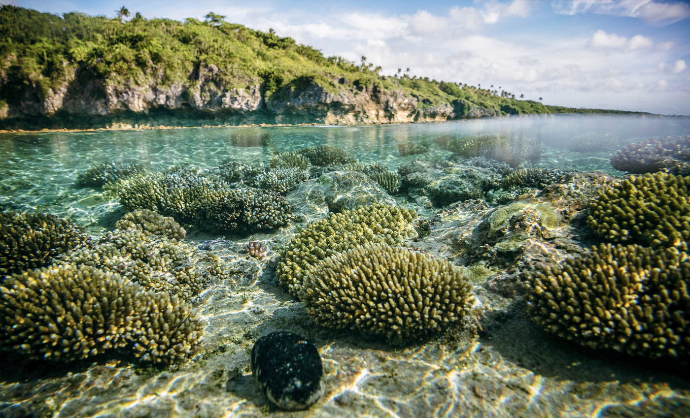 Coral reefs