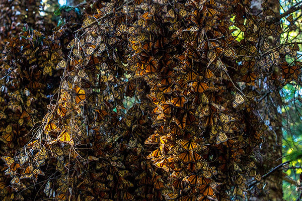 Butterflies cover a tree