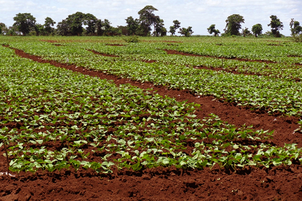 Newly planted field of greens.