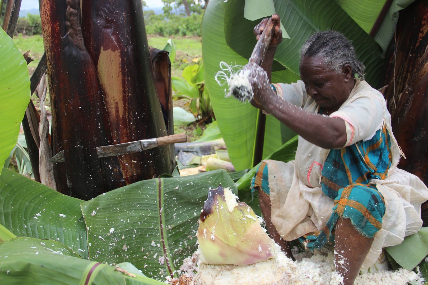 A woman prepares Kocho (a traditional bread made from false banana roots) in Gedeo Zone, Ethiopia. 