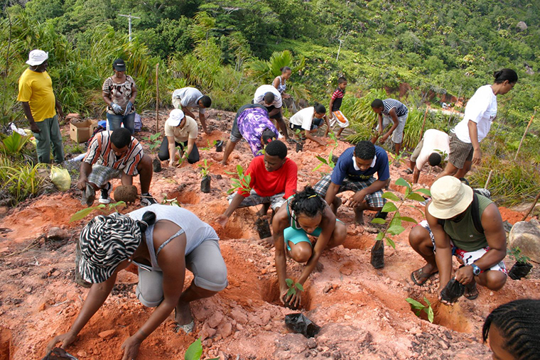 community replants hill with seedlings