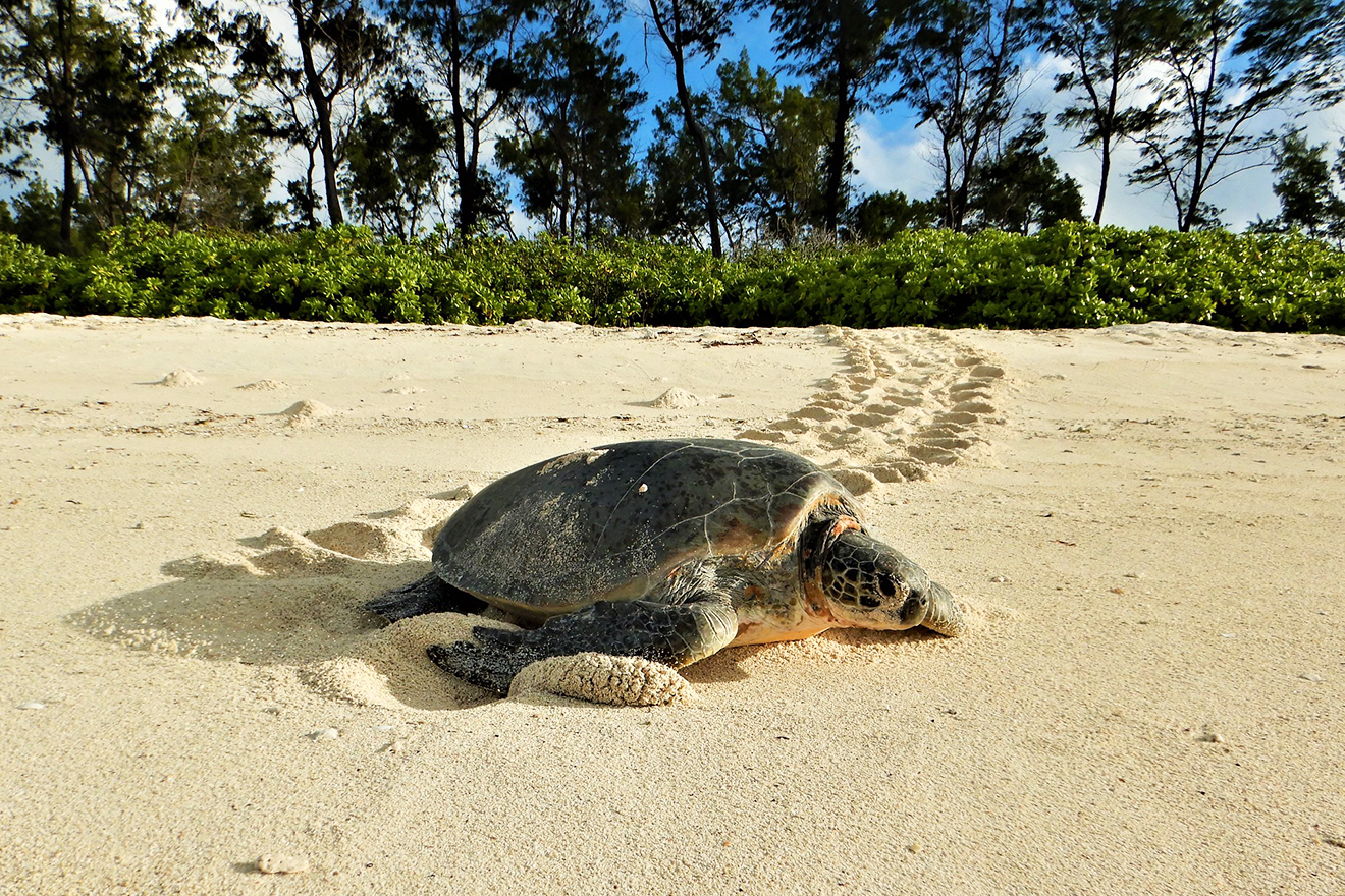 Turtle crawls on sandy beaches