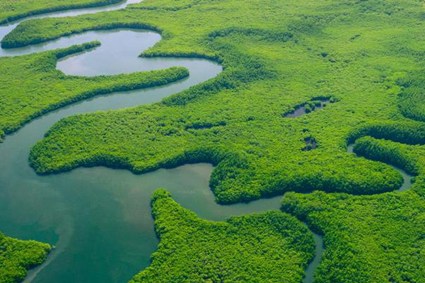 Meandering river in a mangrove forest in Gambia