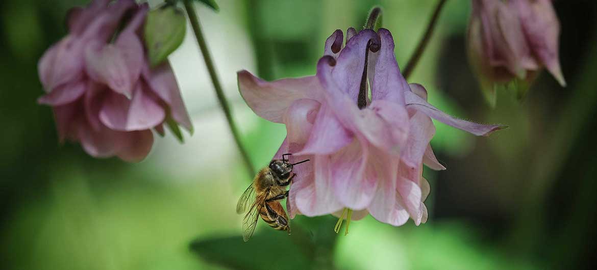 World Honey Bee Day: Hello Busy, Buzzing Bees! - Wildlife SOS