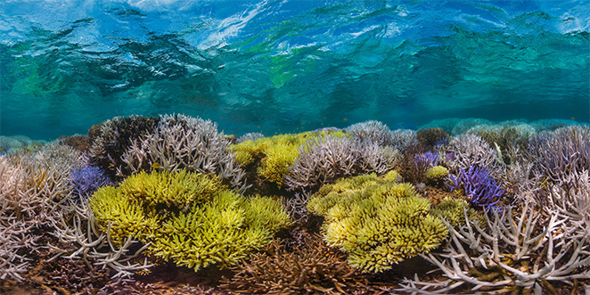 Photo d'un récif corallien