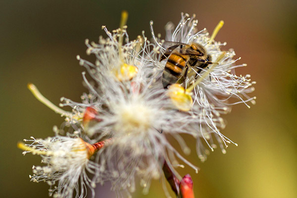 Close-up of a bee