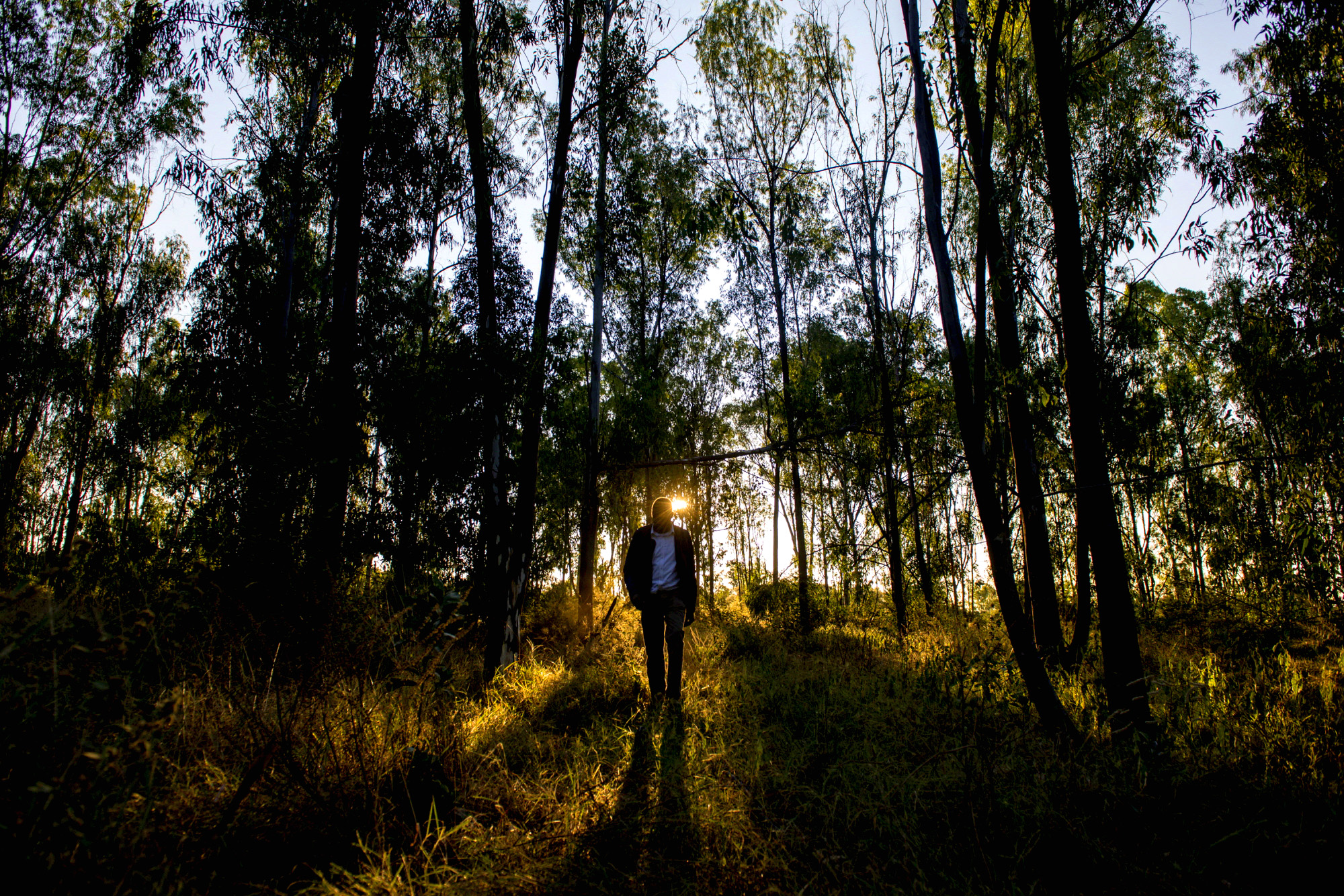 Silhouette of a man among trees.