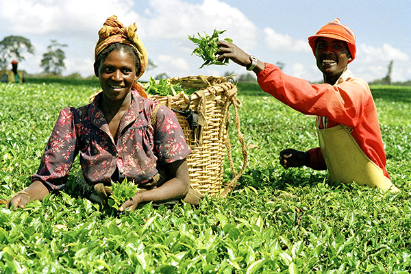 Two people among plants that reach their waists.