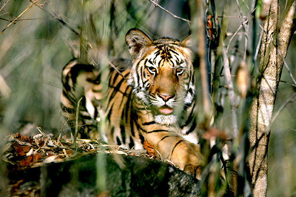 Tiger in Kanha National Park, India.