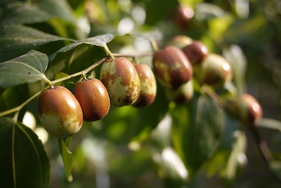 Jujube plantation