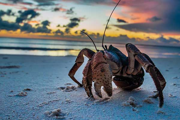 Photo d'un crabe sur la plage, devant un coucher de soleil