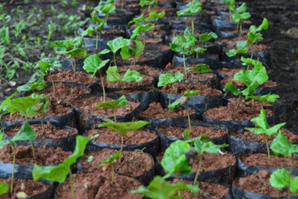 Rows of plant seedlings.