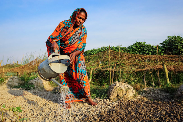 Woman uses a watering can to irrigate dry soil.