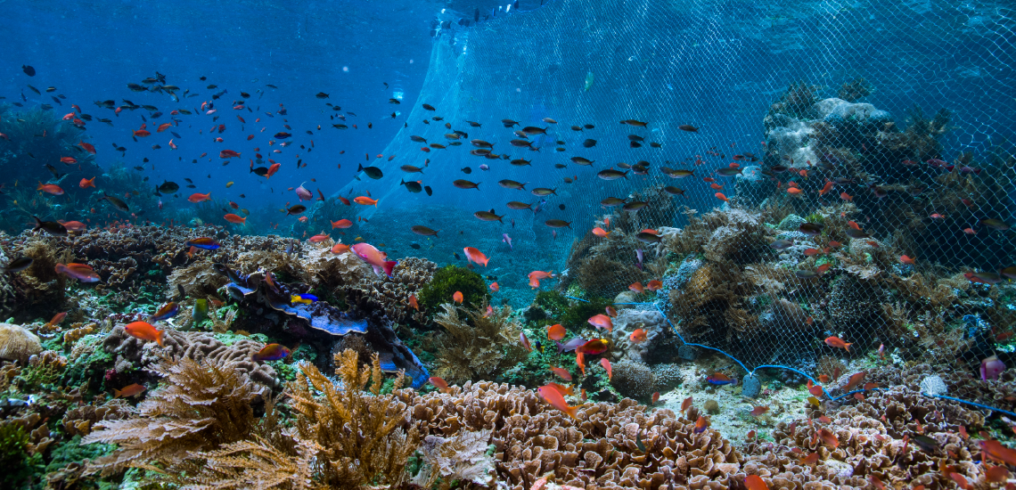 Pretty Ocean Pictures Underwater