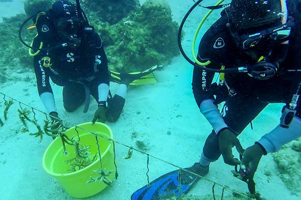 Deux plongeurs cultivent des corails dans un récif corallien