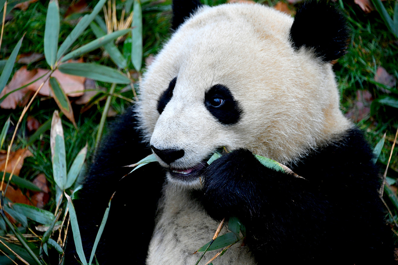 Oso panda masticando bambú