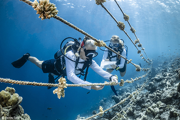 Two divers underwater along lines of rope.