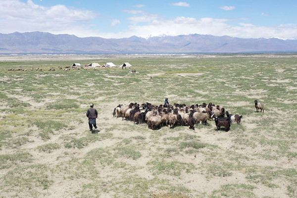 Two people hearding goats with their tents in the background. 