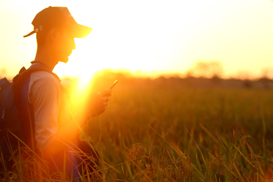 Man looks at his mobile phone while standing in a field of tall grass.