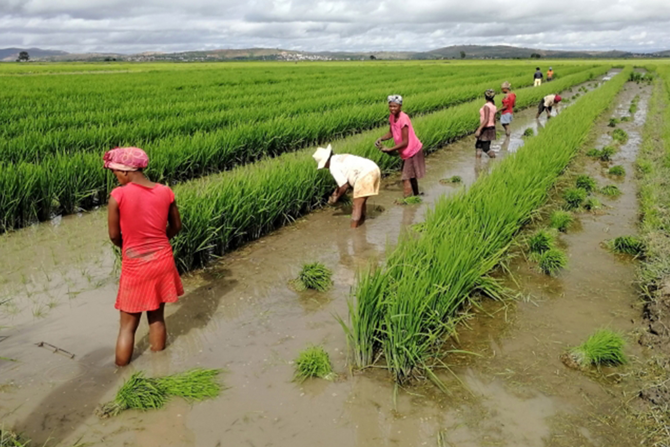 Farmers in rice fields.