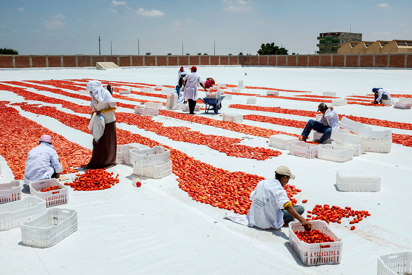 A group of people line up tomatoes on top of a white tarp.