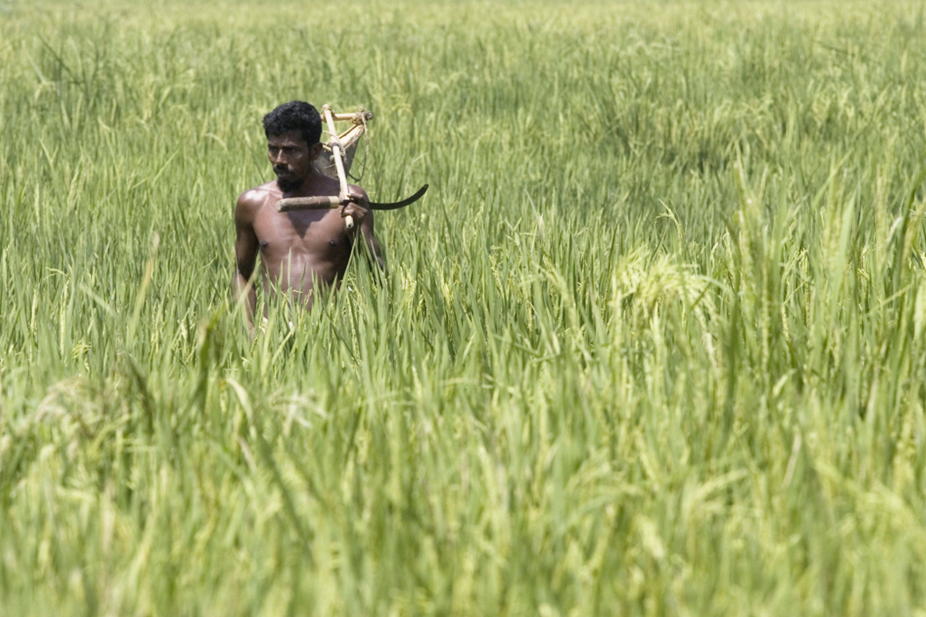 A farmer is seen walking through a green field, buried up to his shoulders by tall crops.