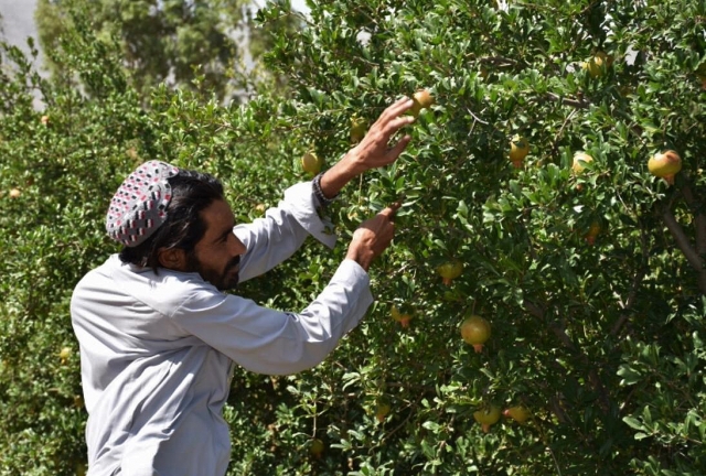 farmer picking fruit from a tree