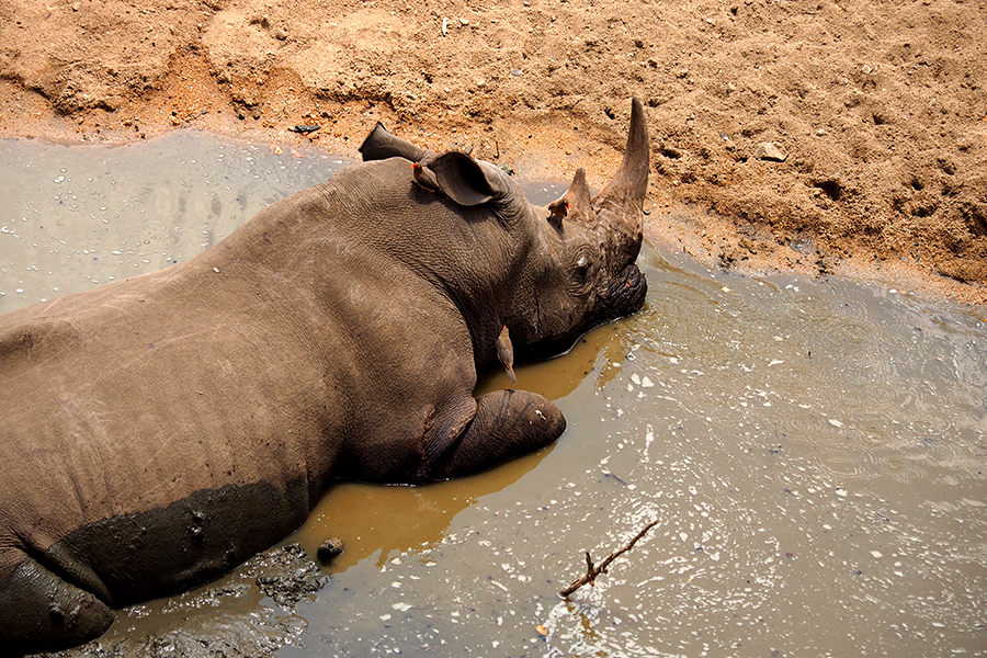 Rhino lies on the water at the shore.