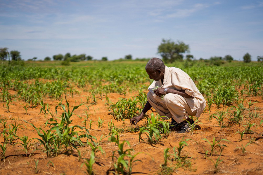 Man squatting in a field of newly-grown plants.