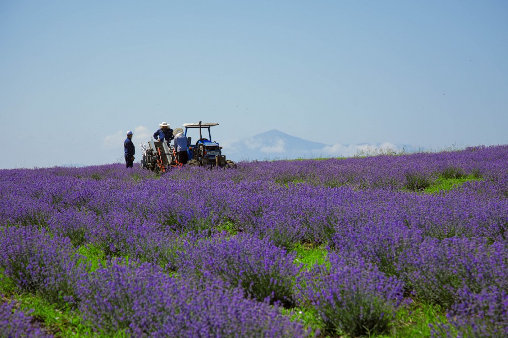 Farmers harvest lavender