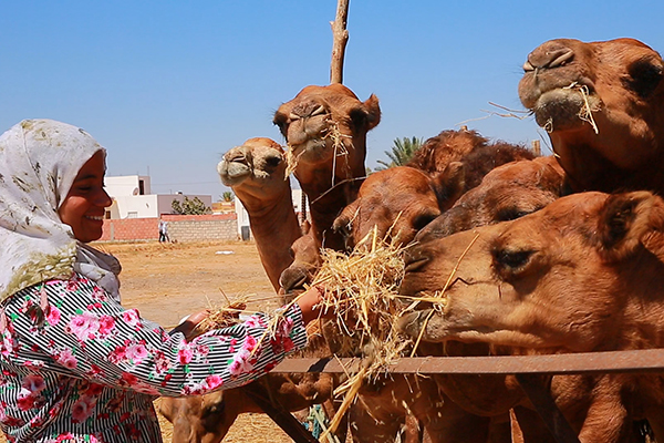 Imen with her camels