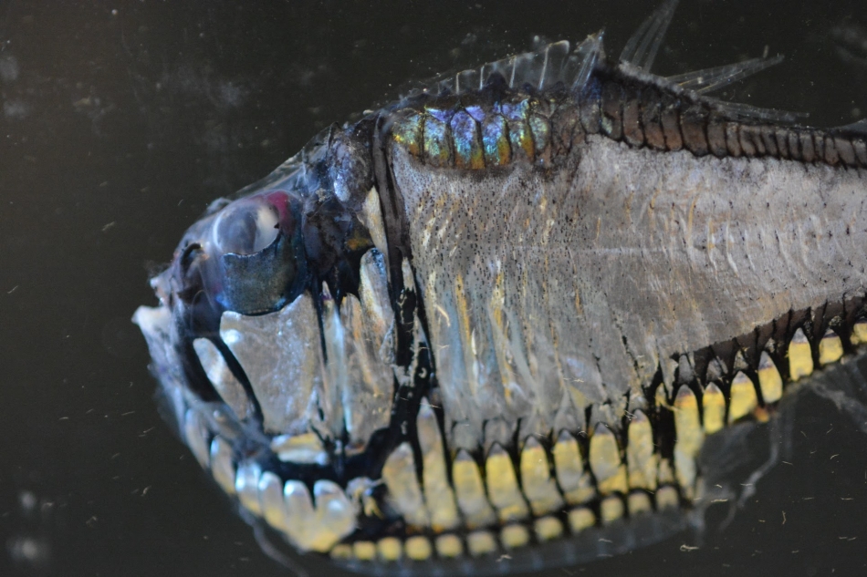 A close up of the mesopelagic Argyropelecus gigas, or Hatchetfish