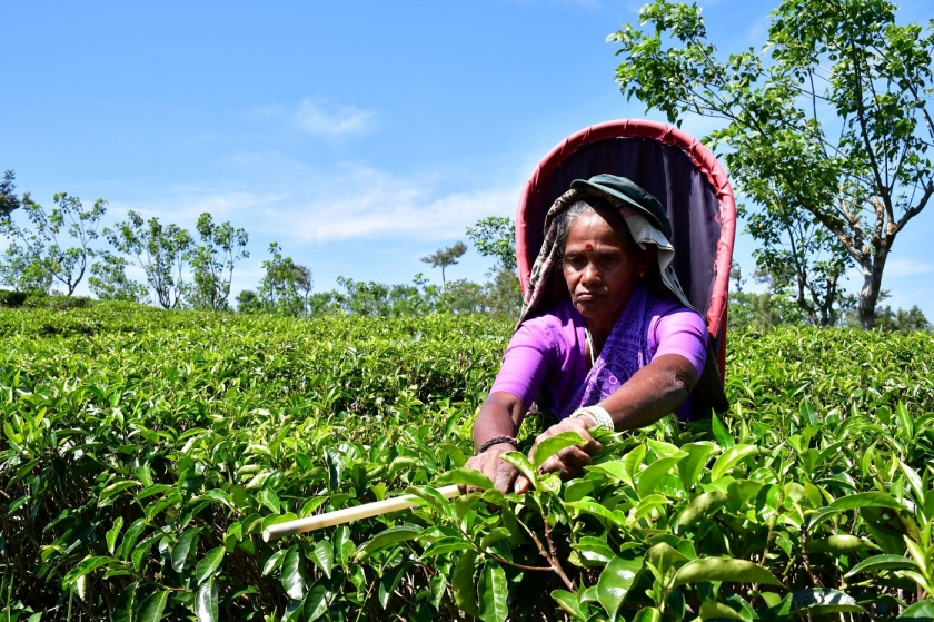 Sri Lankan tea farmer