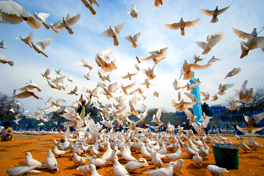 Many doves on the ground start to take flight. 